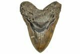 Serrated, Fossil Megalodon Tooth - North Carolina #328431-1